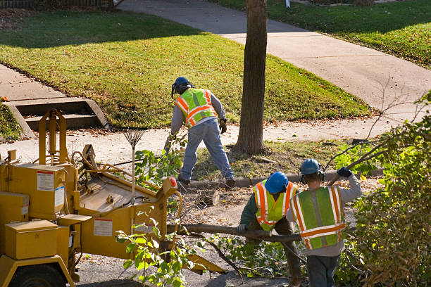 Lawn Pest Prevention in Le Sueur, MN